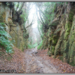 Shutes Lane Dorset